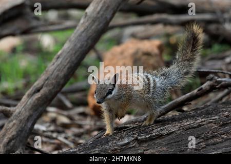 Numbat (Myrmecobius fasciatus), ein junges Tier, das die Gegend um seinen Bau erkundet. Dryandra Woodland, Wheatbelt Region, Western Australia, Australien Stockfoto