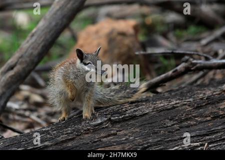 Numbat (Myrmecobius fasciatus), ein junges Tier, das die Gegend um seinen Bau erkundet. Dryandra Woodland, Wheatbelt Region, Western Australia, Australien Stockfoto