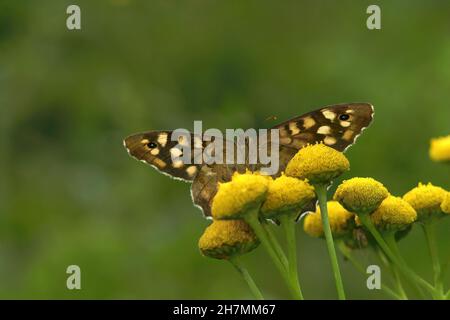 Nahaufnahme aus einem Winkel nach oben auf einem gesprenkelten Holzschmetterling, Parar Stockfoto