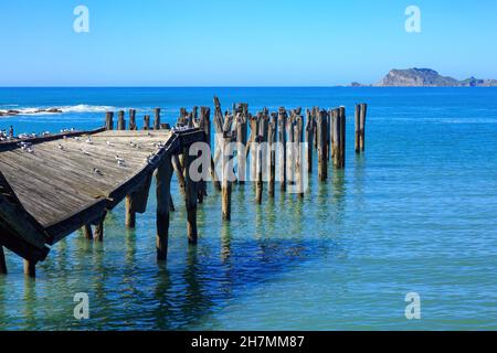 Das einstürzende Ende der historischen Anlegestelle in Tokomaru Bay, Neuseeland. Auf dem restlichen Holz roosten Weißfrontseeschwalben Stockfoto