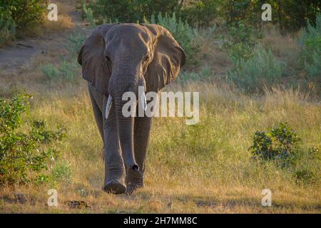 Afrikanischer Elefant (Loxodonta africana) geht in Richtung Kamera. Kruger Nationalpark, Südafrika, Afrika Stockfoto