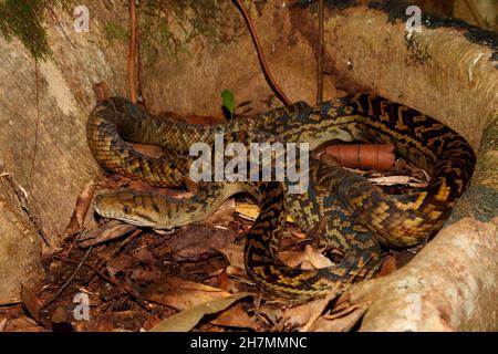 Amethystin-Python (Morelia Amethistina), der sich im Loch eines Baumes aufsprang. Es ist Australiens größte Schlange, durchschnittliche Länge 3,5 m, aber Exemplare über 8,5 m Stockfoto