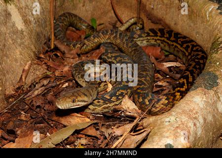 Amethystin-Python (Morelia Amethistina), der sich im Loch eines Baumes aufsprang. Es ist Australiens größte Schlange, durchschnittliche Länge 3,5 m, aber Exemplare über 8,5 m Stockfoto