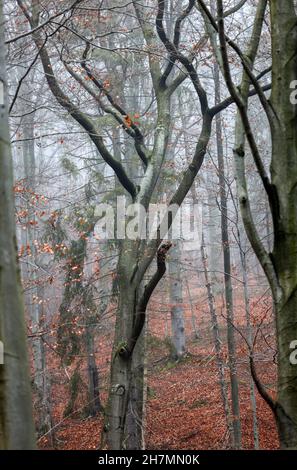 Silber - Beech Tree trunks gegen die trockenen Blätter Stockfoto