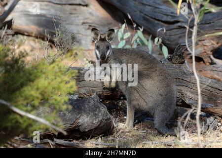 Westliches Bürstenwallaby (Macropus irma) in Waldhabitat. Dryandra Woodland, Wheatbelt Region, Western Australia, Australien Stockfoto