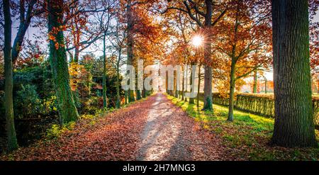 Wanderweg durch den Herbstwald bei Sonnenuntergang in Belgien. Stockfoto