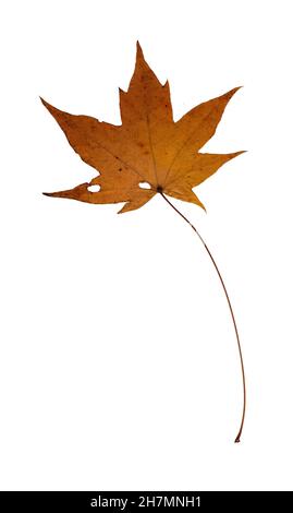 Herbstgelb Ahornblatt, Herbarium. Nahaufnahmen. Einrichtung im Herbst in saisonaler Atmosphäre. Banner-Vorlage für fallende Blätter. Helles Blatt eines Waldbaums. Flach liegend Stockfoto