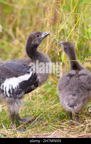 Rotbrustküken (Branta ruficollis). Unreife, juvenile Vögel, die sich auf Grassamen-Rispe ernähren. Stockfoto