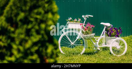 Dekorative Retro Vintage Modell Fahrrad Ausgestattet Korb Blumen Garten Auf Dem Hintergrund Des Grünen Zaun. Sommerblumen-Bett Mit Petunias. Landschaftsgestaltung Stockfoto