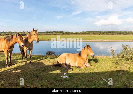 Drei Pferde im Naturschutzgebiet Marquenterre. Abendlicht. Somme-Bucht, Frankreich Stockfoto