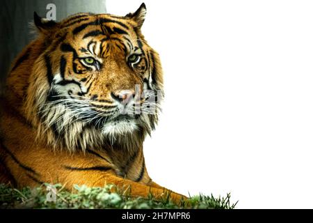 Schönes Stockfoto eines Tigers, der im Gras liegt Stockfoto