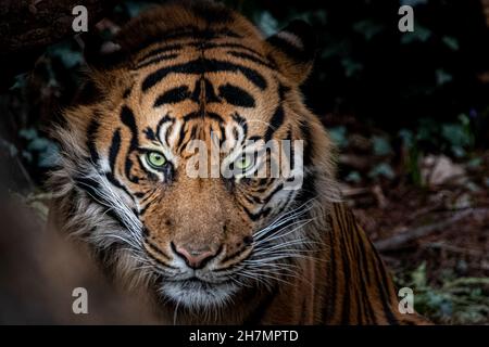 Schönes Stock-Foto eines Tigers, der sich in den Büschen versteckt Stockfoto