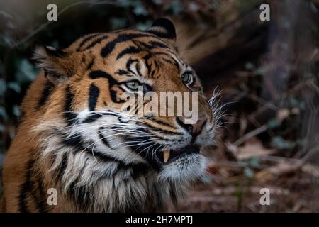 Schönes Stock-Foto eines Tigers, der sich in den Büschen versteckt Stockfoto