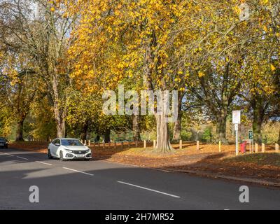 Herbstfarben in Abington Park, Northampton, Großbritannien Stockfoto