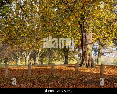 Herbstfarben in Abington Park, Northampton, Großbritannien Stockfoto