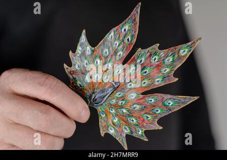 Der Künstler hält ein gefallenes Blatt mit einer Zeichnung eines Pfaus in der Hand. Ein Mann, der ein Blatt mit einer bildhaften Zeichnung eines schönen Vogels hält. Malen mit Schmerzen Stockfoto