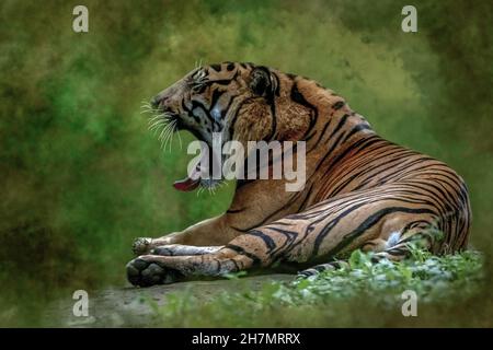 Porträt eines brüllenden Tigers, der im Gras liegt Stockfoto