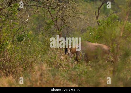 Gewöhnliches Eland - Taurotragus oryx, große seltene Antilope aus afrikanischen Büschen und Savannen, Lake Mburo National Park, Uganda. Stockfoto