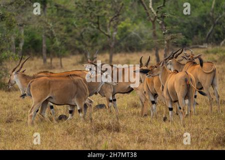 Gewöhnliches Eland - Taurotragus oryx, große seltene Antilope aus afrikanischen Büschen und Savannen, Lake Mburo National Park, Uganda. Stockfoto