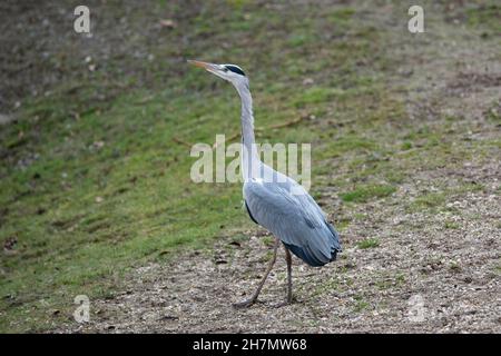 Gelsenkirchen, Deutschland. 15th. November 2021. Ein Graureiher, auch ein Reiher, Ardea cinerea, Tiere in Zoom Gelsenkirchen, Zoom Erlebniswelt in Gelsenkirchen, 15. November 2021 Credit: dpa/Alamy Live News Stockfoto