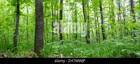 Panorama des grünen Waldes. Dichter Wald im Frühling Stockfoto