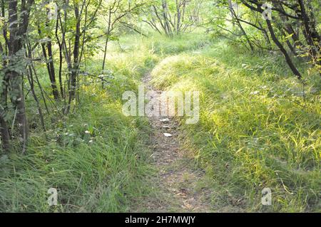 Ein Waldweg, umgeben von grünem Gras und Bäumen.Ein Waldweg, umgeben von Pinien und grünem Gras. Wilder Weg durch den Wald, Crikvenica, Kroatien Stockfoto