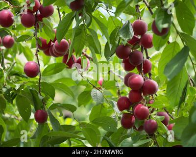 Auf den Ästen des Baumes befinden sich viele rote Kirsche-Pflaumen. Reife Früchte im Garten. Stockfoto