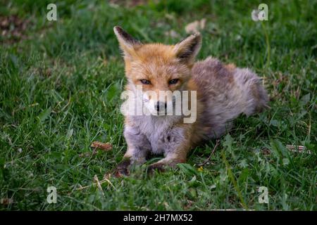 Junge Hokkaido Fox-Junge posiert für die Kamera! Stockfoto