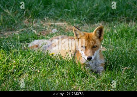 Junge Hokkaido Fox-Junge posiert für die Kamera! Stockfoto