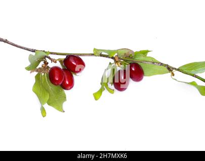 Dogwood Früchte isoliert auf weißem Hintergrund. Zweig der Dogwood-Beere mit isolierten Blättern auf weißem Hintergrund. Stockfoto
