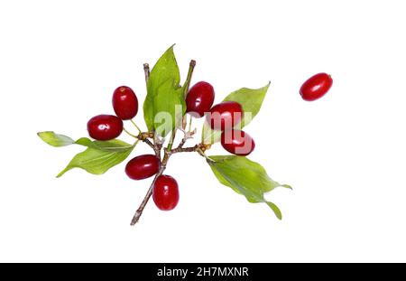 Dogwood Früchte isoliert auf weißem Hintergrund. Zweig der Dogwood-Beere mit isolierten Blättern auf weißem Hintergrund. Stockfoto