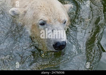 Schwimmende Eisbären, Eisbär im Wasser, Eisbärkopf, Eisbärportrait, Zoo Hellabrunn, München, Bayern, Deutschland Stockfoto