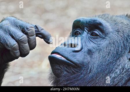 Männlicher Gorilla zeigt auf sich selbst, Hellabrunn Zoo, München, Bayern, Deutschland Stockfoto