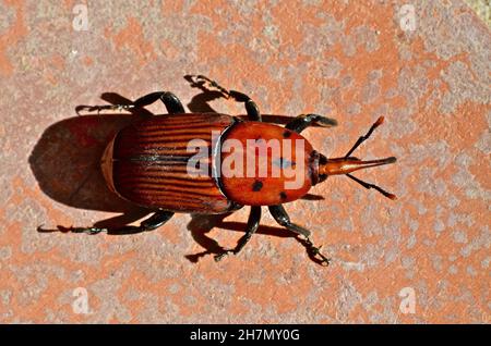 Roter Palmwedel (Rhynchophorus ferrugineus), Palmenschädling, Schädlingsinsekt für Palmen, Palmwedel von oben, Andalusien, Spanien Stockfoto