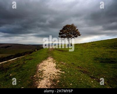 Wall of Cissbury Ring, die größte Hügelfestung in Sussex. Die Erdbaufestung an den South Downs in West Sussex wurde in der Eisenzeit (C250BC) errichtet Stockfoto