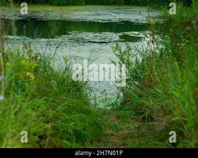 Das baumbedeckte Ufer des kleinen Flusses im Sommer Stockfoto