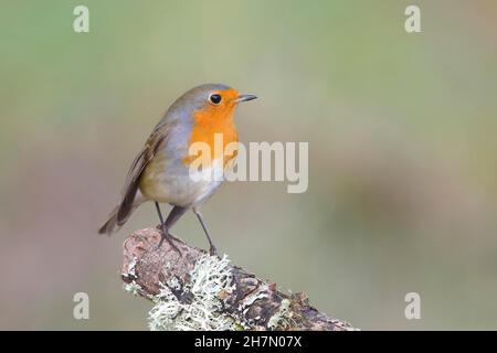 Europäischer Rotkehlchen (Erithacus rubecula) auf einem mit Flechten bedeckten Ast, Nordrhein-Westfalen, Deutschland Stockfoto