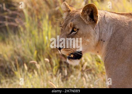 Junge Löwin im Löwen (Panthera Leo), Madikwe Game Reserve, Südafrika Stockfoto