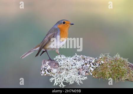 Europäischer Rotkehlchen (Erithacus rubecula) auf einem mit Flechten bedeckten Ast, Nordrhein-Westfalen, Deutschland Stockfoto