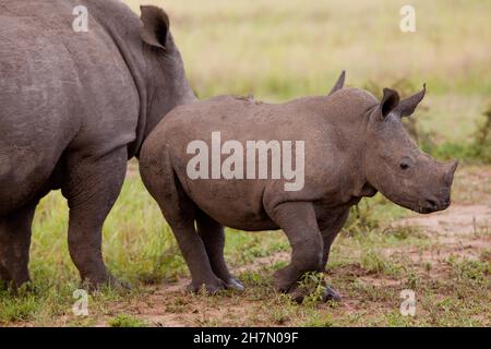 Weißnashorn (Ceratotherium simum) Kuh mit Kalb, Madikwe Game Reserve, Südafrika Stockfoto