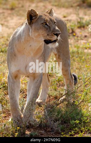 Löwin im Busch (Panthera Leo), Safari, Madikwe Game Reserve, Südafrika Stockfoto