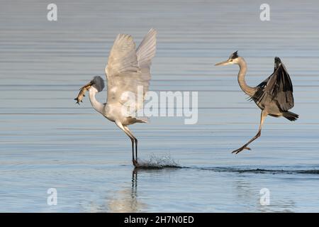 Graureiher (Ardea cinerea), der versucht, die Beute des Silberreiher (SYN. Casmerodius albus), Großreiher (Ardea alba), der Fische hält Stockfoto