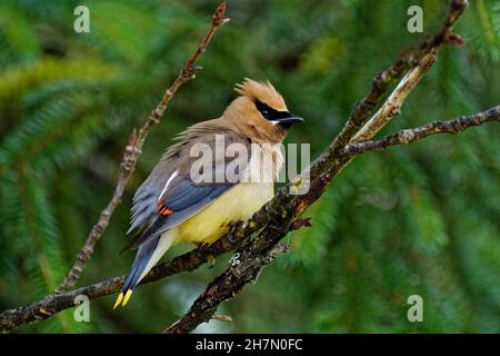 Zedernwachsflügel (Bombycilla cedrorum), auf Ast sitzend, geflustes Gefieder, Seitenansicht, nördliches British Columbia, Kanada Stockfoto