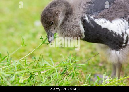 Rotbrustgans (Branta ruficollis). Unreifer, junger Vogel oder Gänse. Gezüchtet Gefangenschaft Fütterung grün blühende Pflanze Goosegrass (Galium aparine). Stockfoto