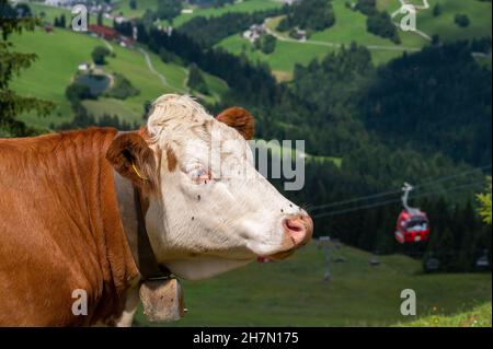 Hausrinder (Bos taurus), Portrait, Söllbergbahn, Söll, Tirol, Österreich Stockfoto