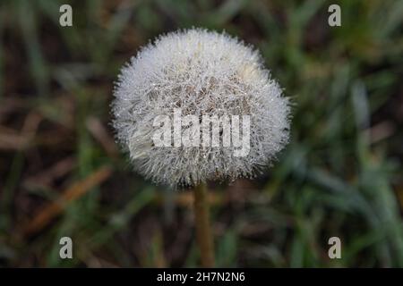 Gefrorenes Wasser tropft auf den Dandelion Stockfoto