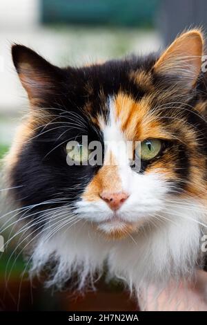 Porträt einer dreifarbigen Katze, die viel Glück in Italien bringt Stockfoto