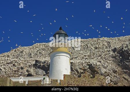 Leuchtturm und Vogelklippe mit Tölpeln, Bass Rock, North Berwick, Schottland, Großbritannien Stockfoto