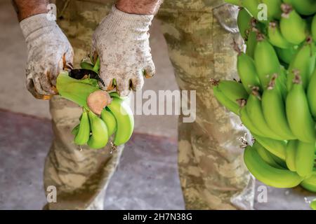 Mann in Arbeitshandschuhen Sorten von Bananen. Vorbereitung von Bananen für den Großhandel.. Nahaufnahme. Stockfoto