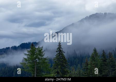 Nebliger Abend in den Alpen. Dichter Nebel umhüllt den Nadelwald Stockfoto